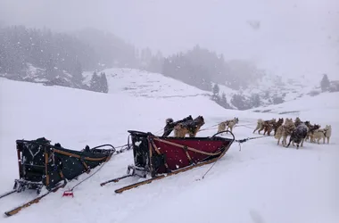 Chiens de traîneau à Morzine