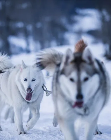 Chiens de traîneau à Morzine