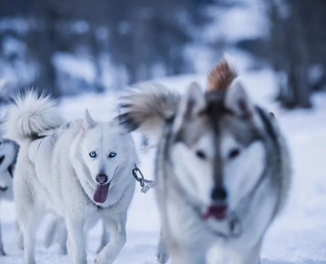 Chiens de traîneau à Morzine