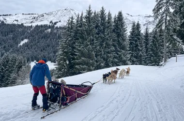 Chiens de traîneau à Morzine