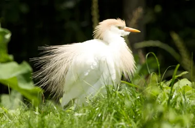 Une des 70 espèces d'oiseaux du Marais Poitevin présentes au parc