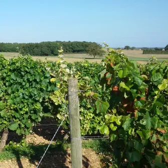 La Foye-Monjault – Sur les pas de la Négrette