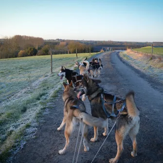 Attelage de Gué “Mushing”