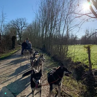 Attelage de Gué “Mushing”