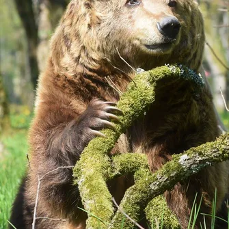 Parc animalier Zoodyssée