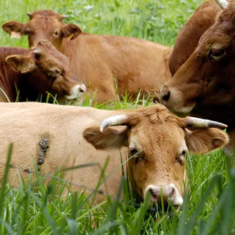 Le Bourdet et son Sentier de la Maraîchine