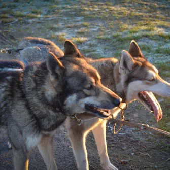 Attelage de Gué “Mushing”