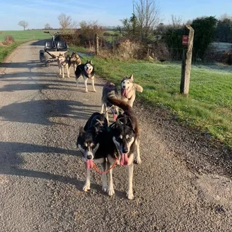 Attelage de Gué “Mushing”