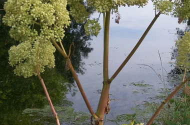 Des plants d'angélique