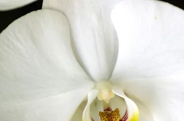 De frêles orchidées