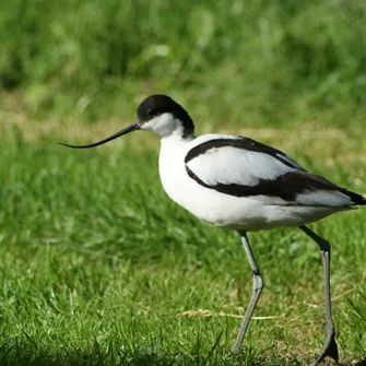 Les Oiseaux du Marais Poitevin, Parc Ornithologique