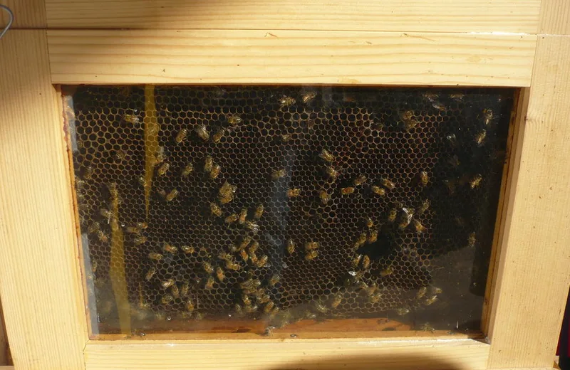 La ruche vitrée de la Miellerie de Surimeau à Niort