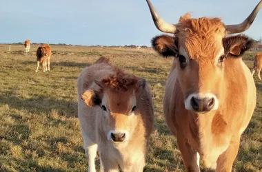 FERME DE L’AVOCETTE RIEUSE