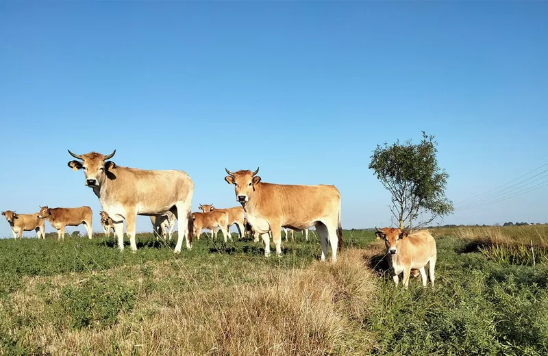 FERME DE L’AVOCETTE RIEUSE