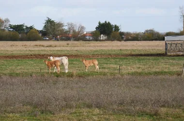 Sentier des Mattes