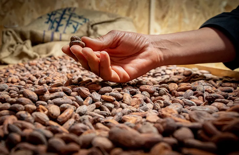 MANUFACTURE DE CHOCOLAT 20° NORD 20° SUD