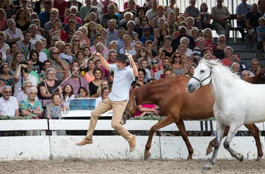 Haras de la Vendée