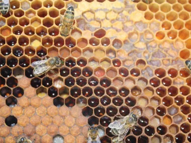 Visite de miellerie – Au pré des abeilles