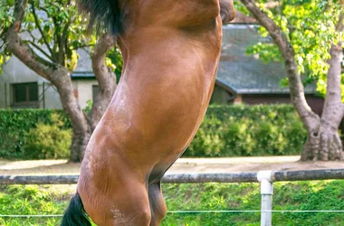 Haras de la Vendée