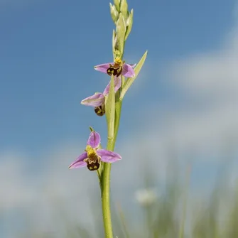 DEPARTEMENTAL BIOLOGICAL RESERVE