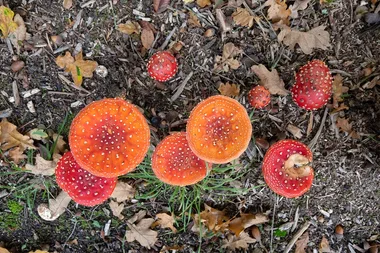 Journée champignons