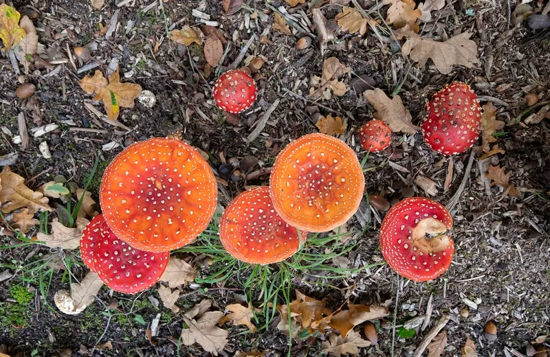 Journée champignons