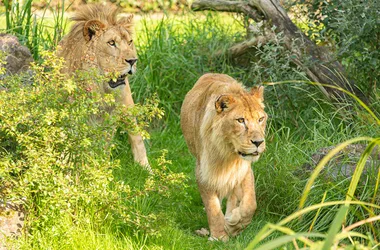 Zoo des Sables