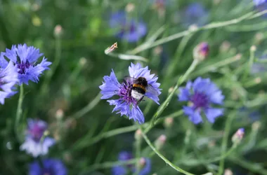 LES JARDINS DE LA CURE