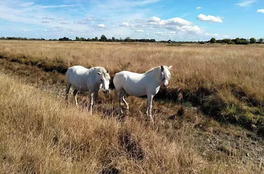 FERME DE L’AVOCETTE RIEUSE