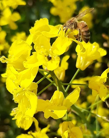 L’abeille de Napoléonville