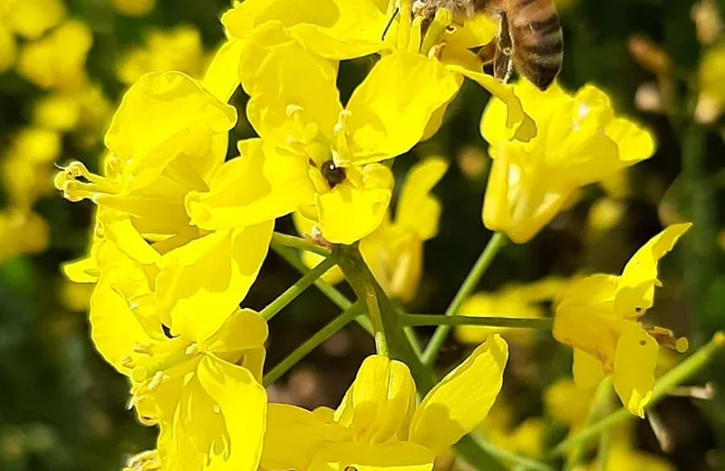 L’abeille de Napoléonville