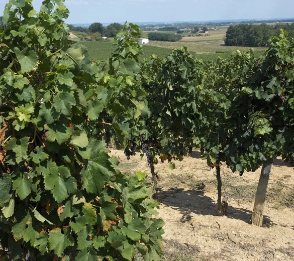 COCUMONT vineyard