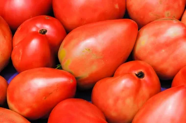Ferme de Cantis - Tomates 1