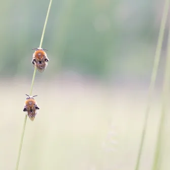 “Les abeilles sauvages”