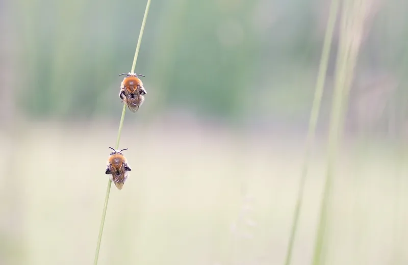 “Les abeilles sauvages”