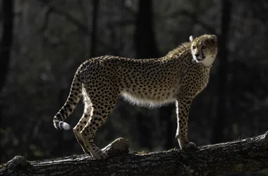 Soedanese cheetah