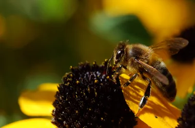 Der Bienenstock von Puys