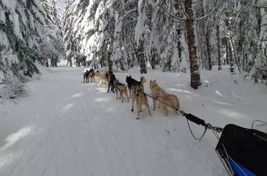 Volcano sled dogs