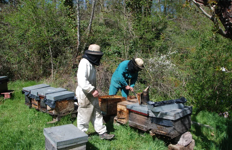 La ruche des Puys