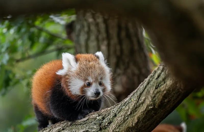 Parque de animales de Auvernia panda rojo @Pierrick Boyer