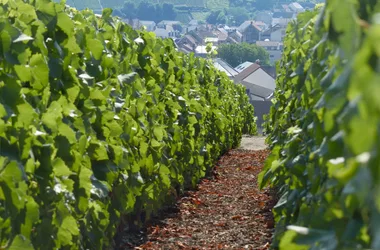 Champagne Rousseaux-Batteux