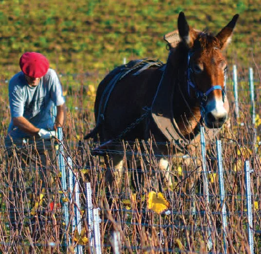 Champagne Augustin et fils