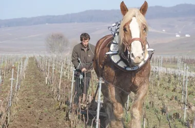 Champagne Marguet Père et Fils