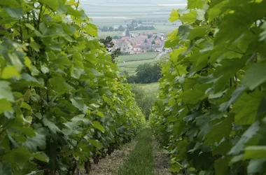 Champagne André Chemin