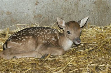 Parc aux animaux – Ferme de Magné