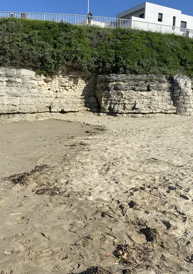 Escapade littorale – Sensibilisation à la Biodiversité des Falaises et des Estrans rocheux