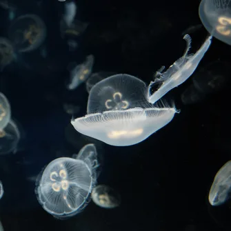 Aquarium La Rochelle