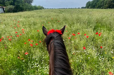 Le Petit Trot Cormillon