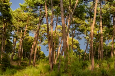 Parcours d’orientation pratiquants confirmés – La Forêt