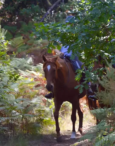 Boucle équestre N°2 – Forêt de la Coubre